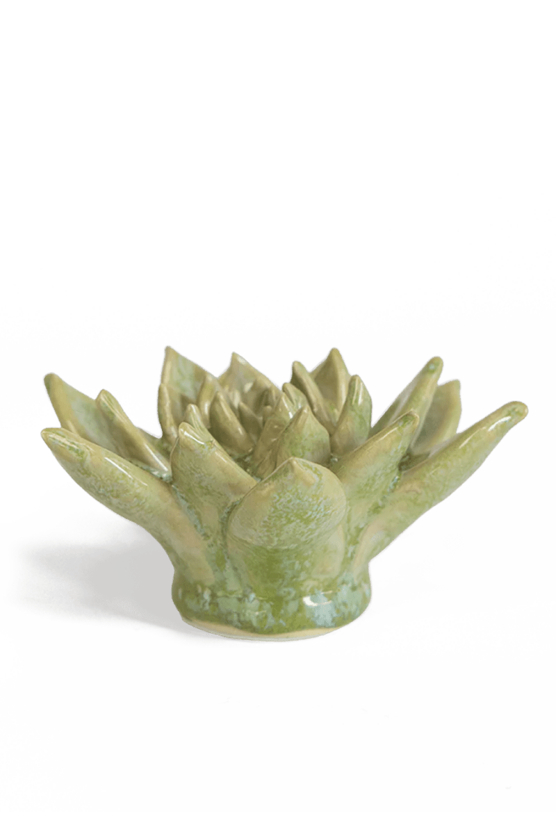 JA20 Pea Green Ghost Succulent - Chive US Wholesale