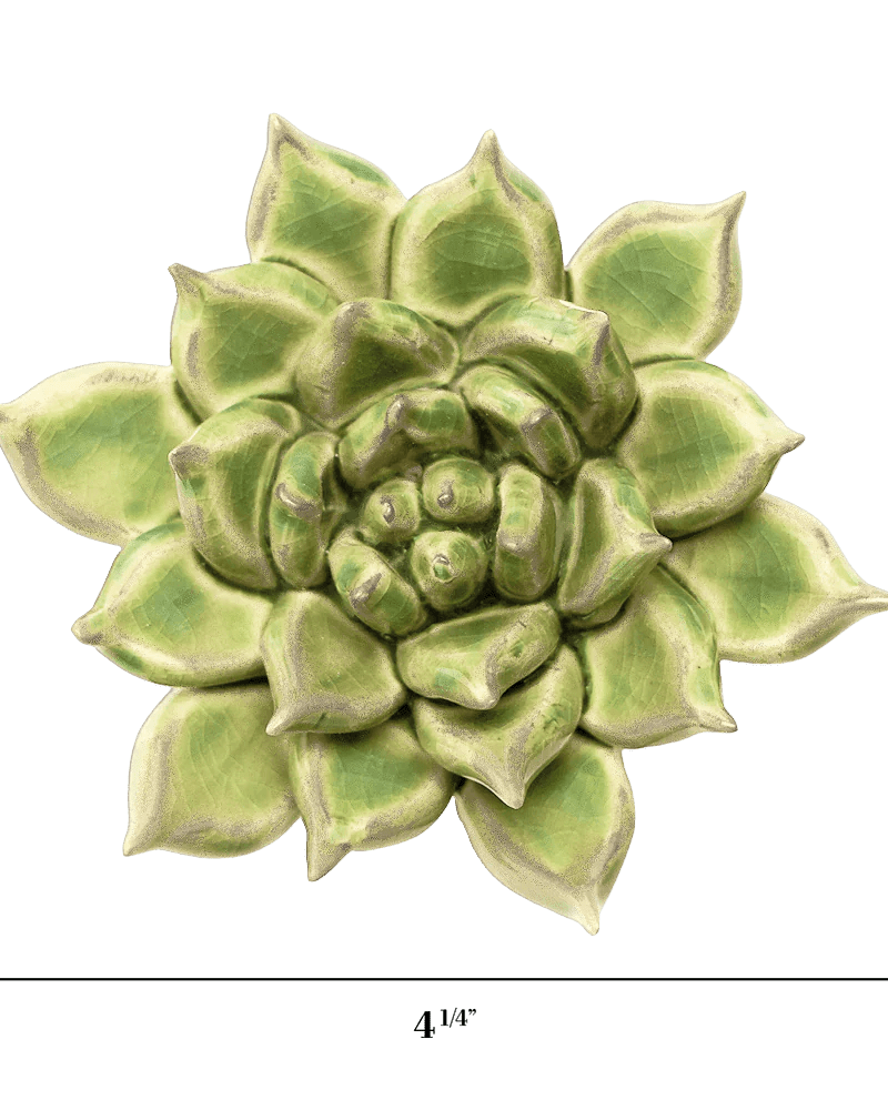 JA20 Pea Green Ghost Succulent - Chive US Wholesale