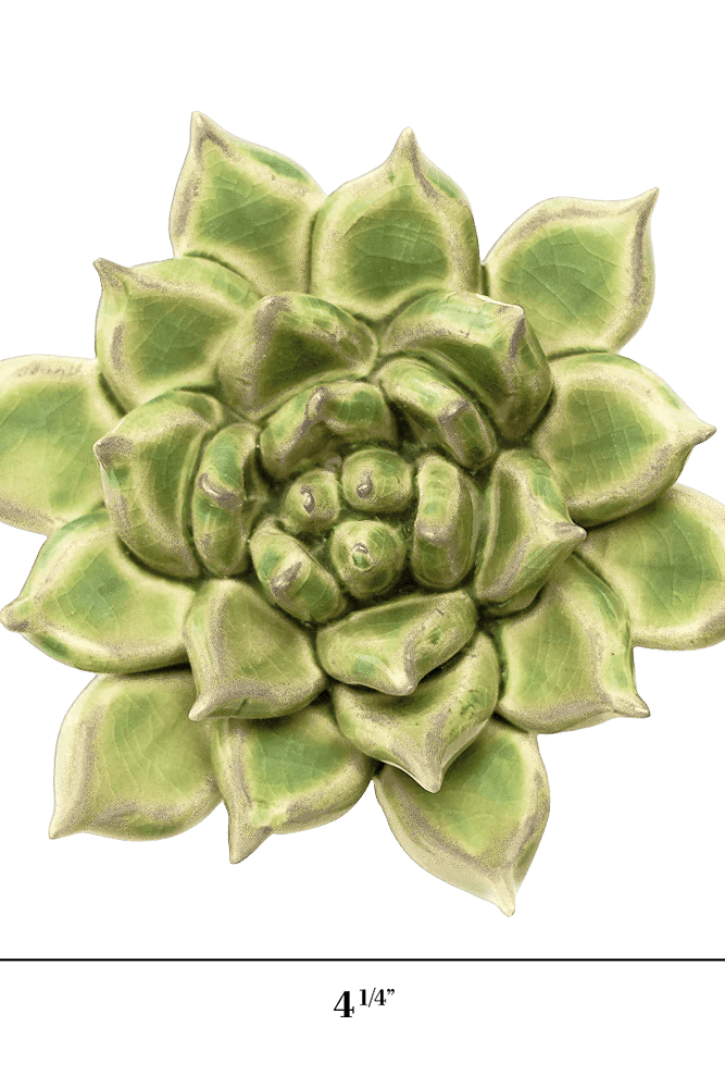 JA20 Pea Green Ghost Succulent - Chive US Wholesale
