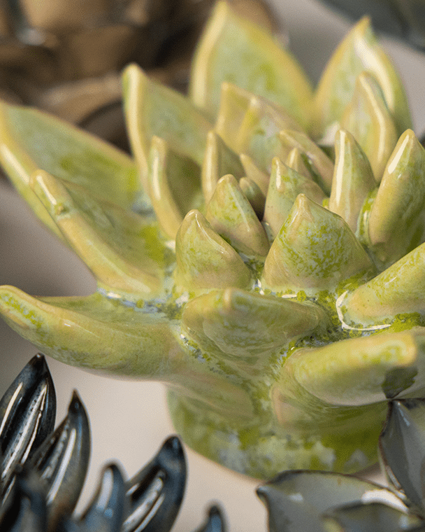 JA20 Pea Green Ghost Succulent - Chive US Wholesale