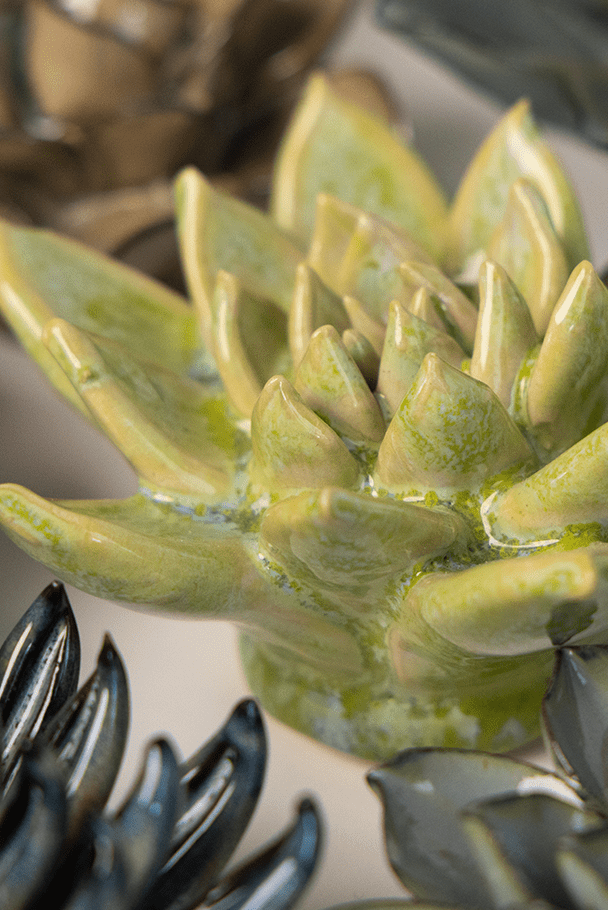 JA20 Pea Green Ghost Succulent - Chive US Wholesale