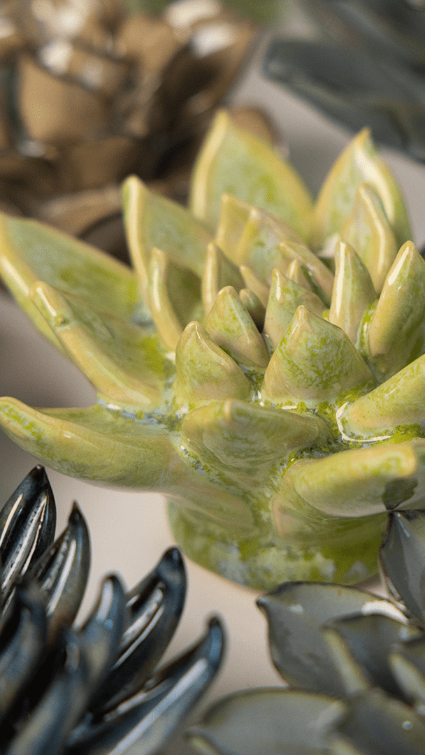 JA20 Pea Green Ghost Succulent - Chive US Wholesale