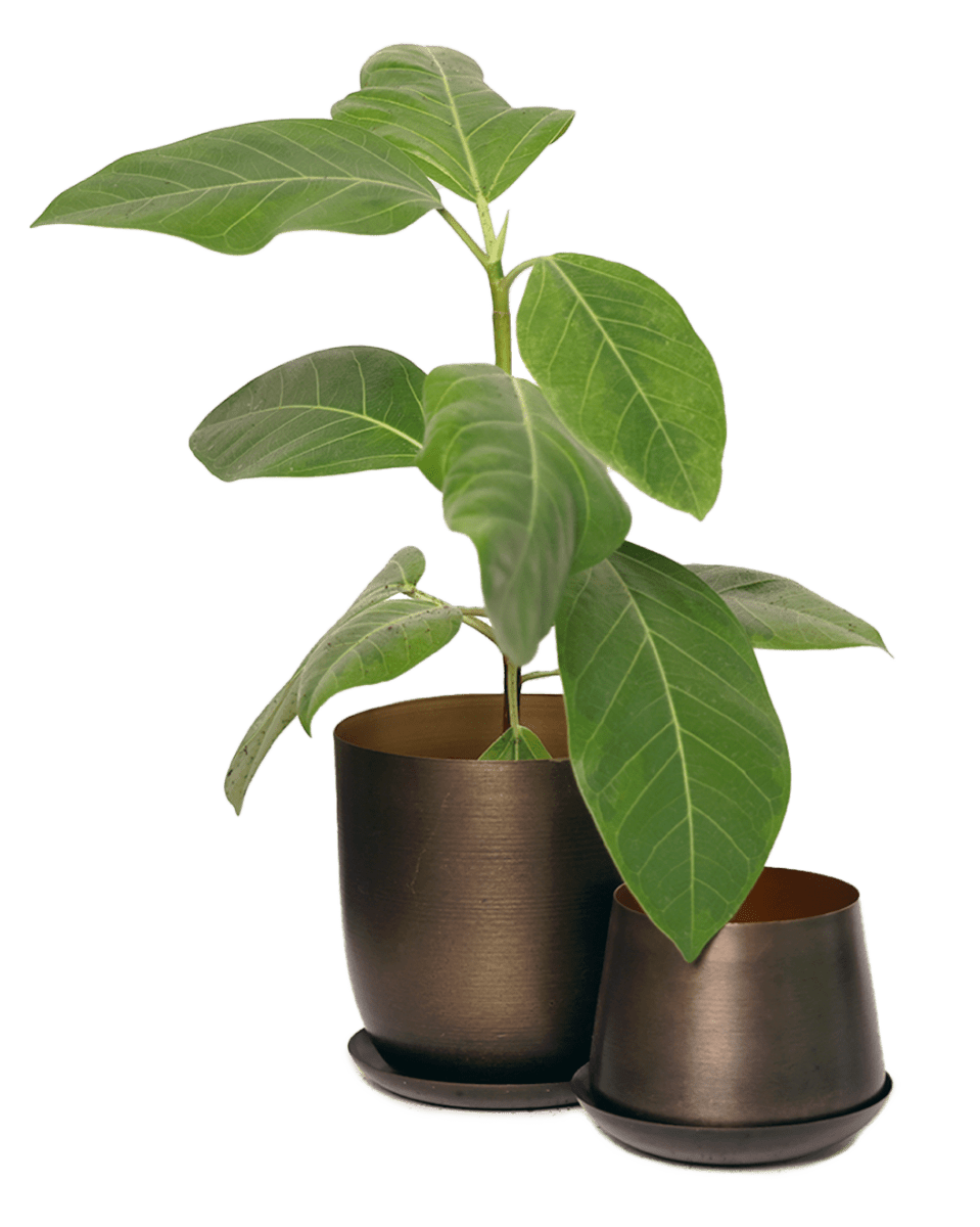 Joe Metal Pot With Drainage Hole - Chive US Wholesale