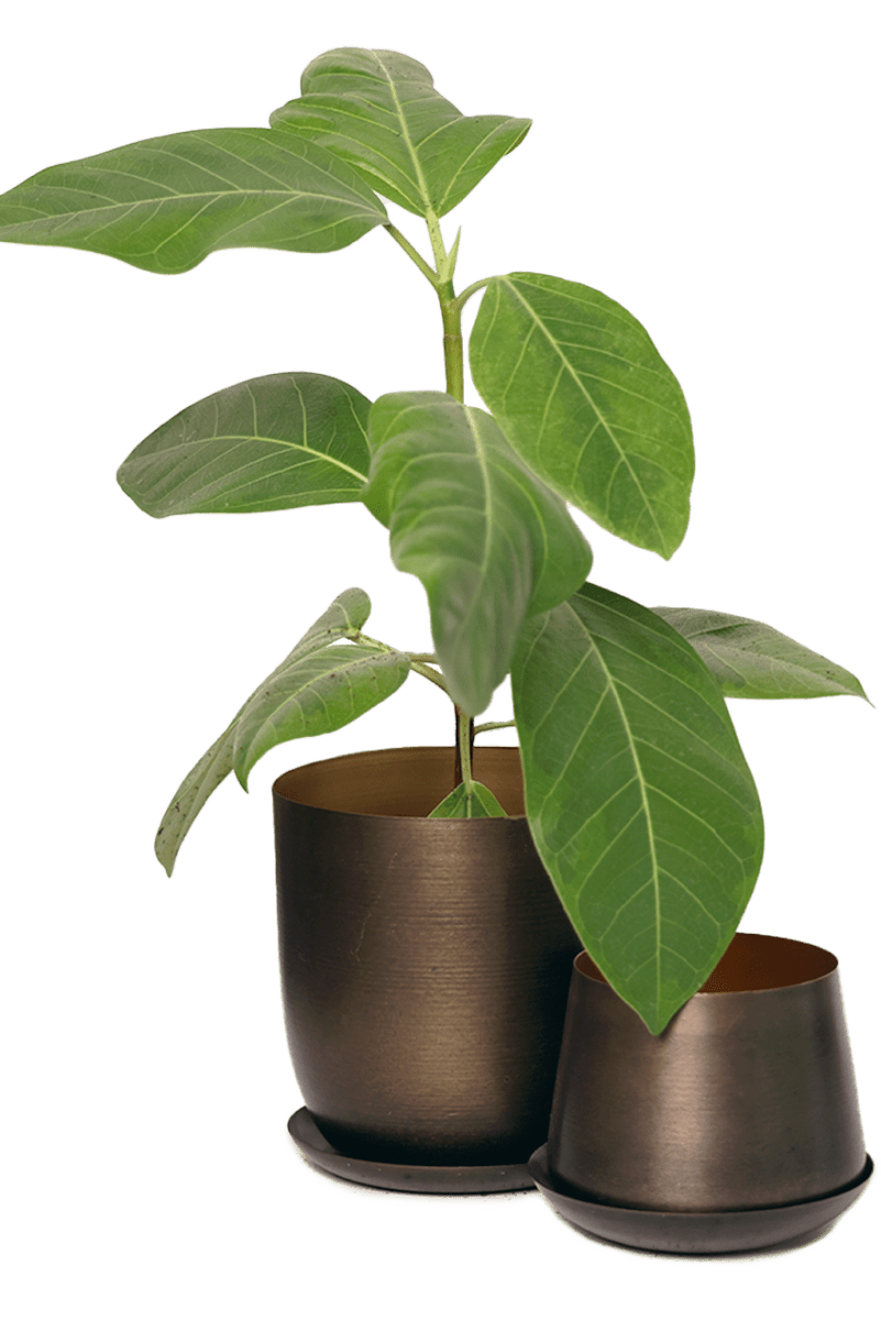 Joe Metal Pot With Drainage Hole - Chive US Wholesale