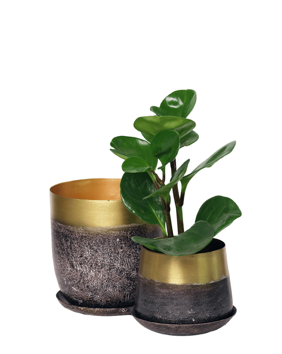 Joe Metal Pot With Drainage Hole - Chive US Wholesale