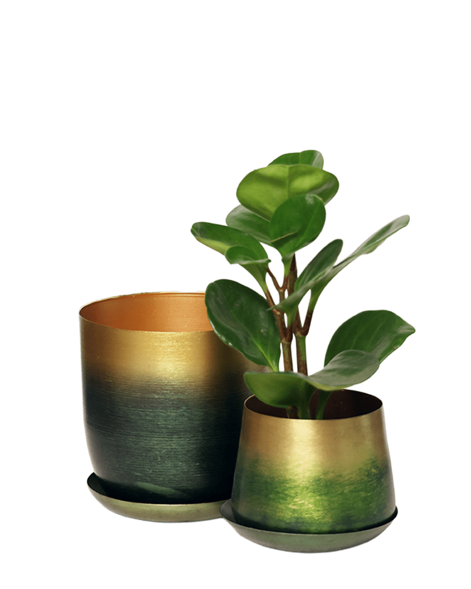 Joe Metal Pot With Drainage Hole - Chive US Wholesale