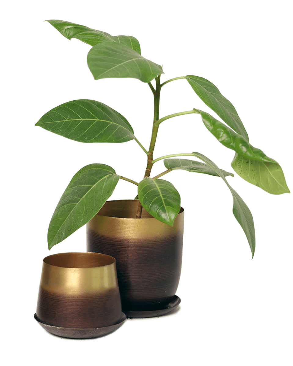 Joe Metal Pot With Drainage Hole - Chive US Wholesale