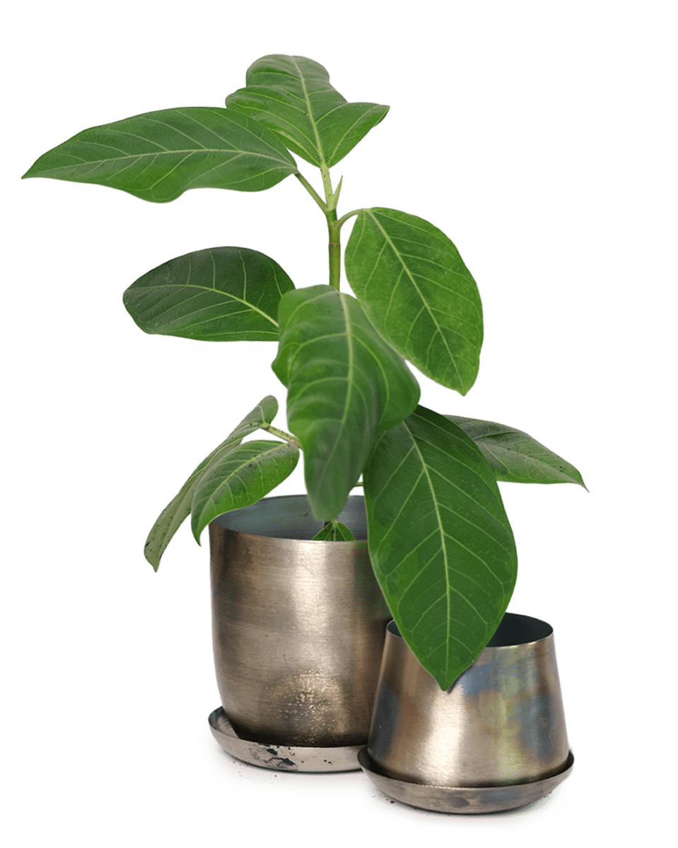 Joe Metal Pot With Drainage Hole - Chive US Wholesale