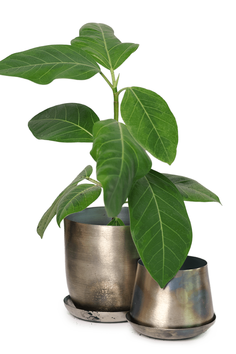 Joe Metal Pot With Drainage Hole - Chive US Wholesale