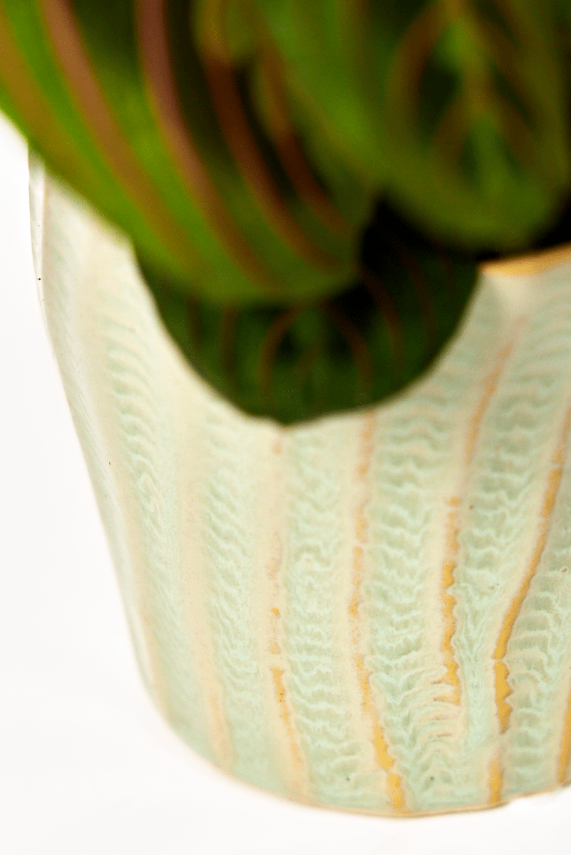 Katakana Ceramic Pot Planter - Chive US Wholesale