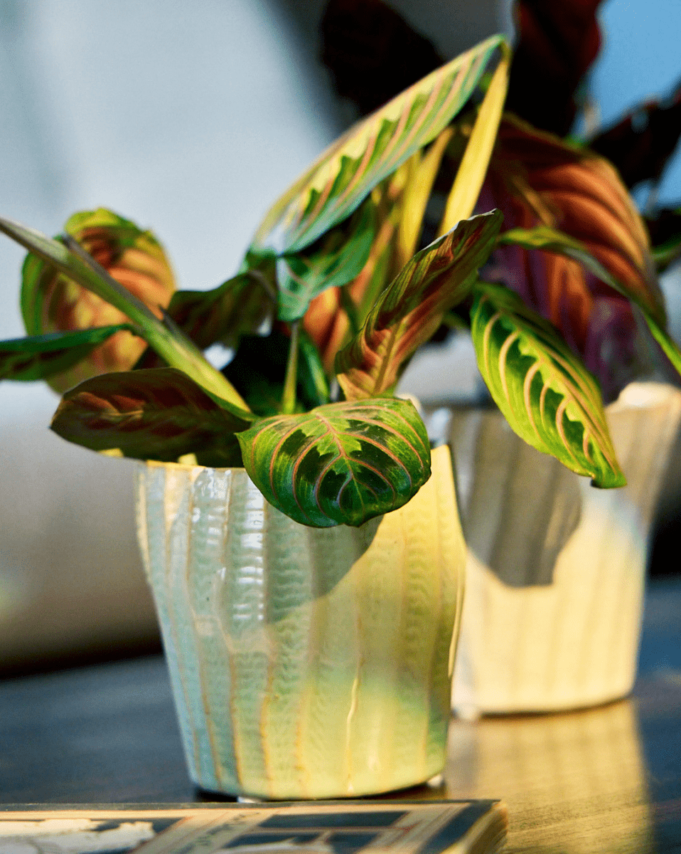 Katakana Ceramic Pot Planter - Chive US Wholesale