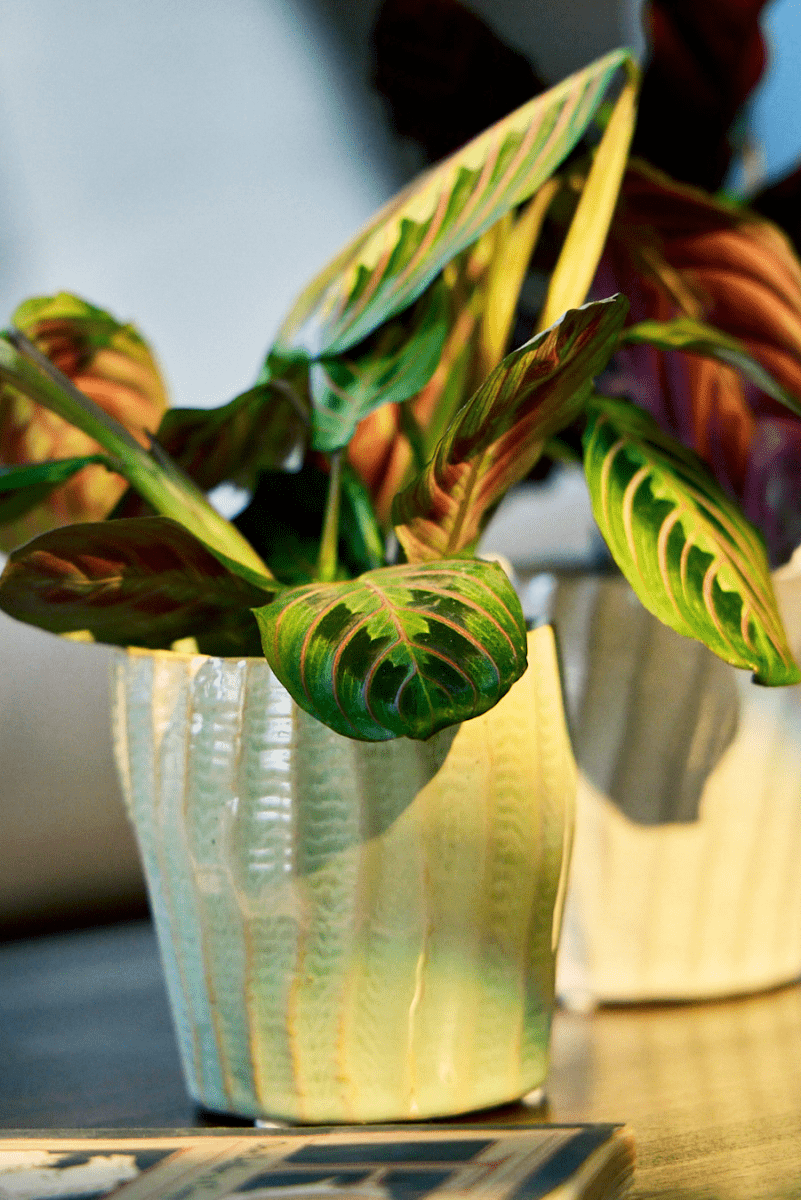 Katakana Ceramic Pot Planter - Chive US Wholesale