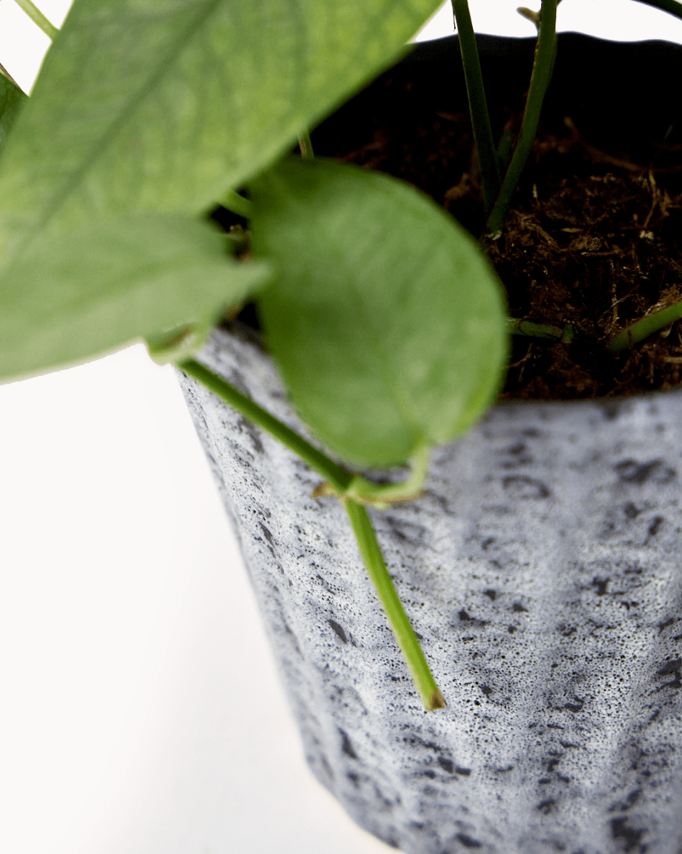 Katakana Ceramic Pot Planter - Chive US Wholesale