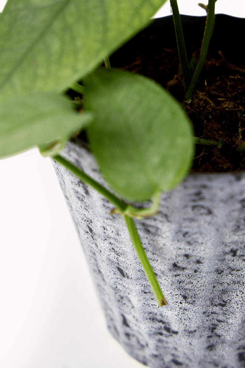 Katakana Ceramic Pot Planter - Chive US Wholesale