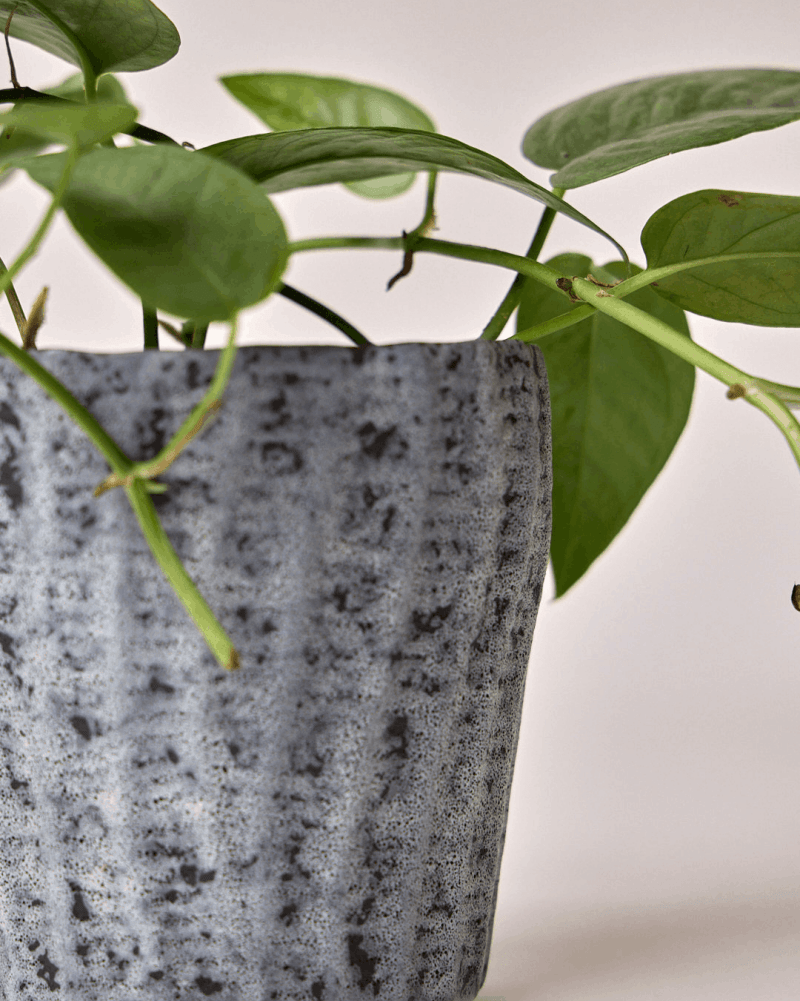 Katakana Ceramic Pot Planter - Chive US Wholesale