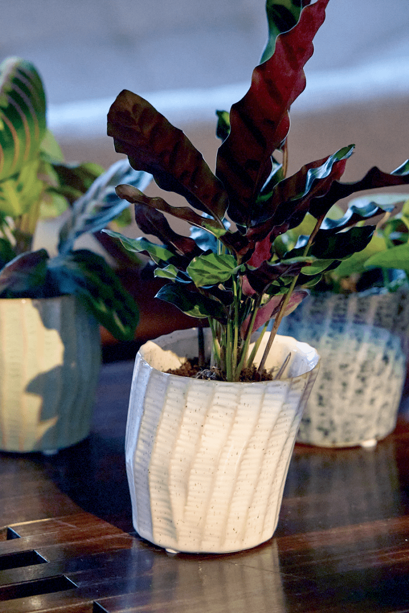 Katakana Ceramic Pot Planter - Chive US Wholesale