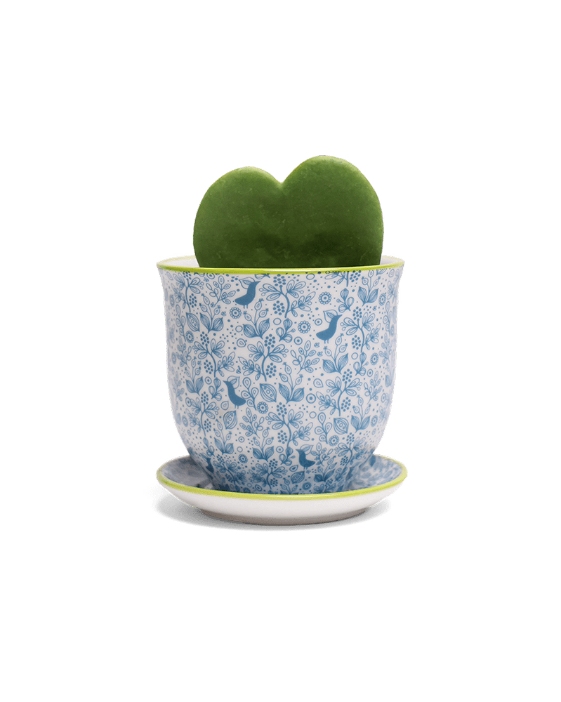 Liberte Porcelain Pot And Saucer Set With Drainage - Chive US Wholesale