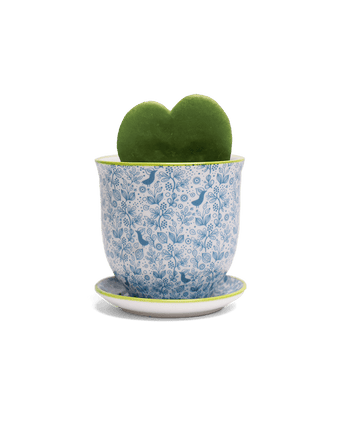 Liberte Porcelain Pot And Saucer Set With Drainage - Chive US Wholesale