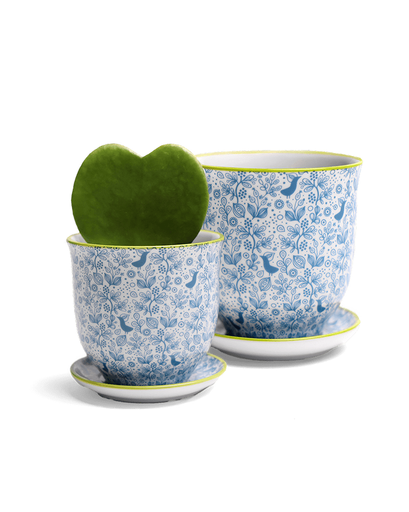 Liberte Porcelain Pot And Saucer Set With Drainage - Chive US Wholesale