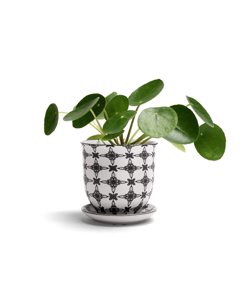 Liberte Porcelain Pot And Saucer Set With Drainage - Chive US Wholesale