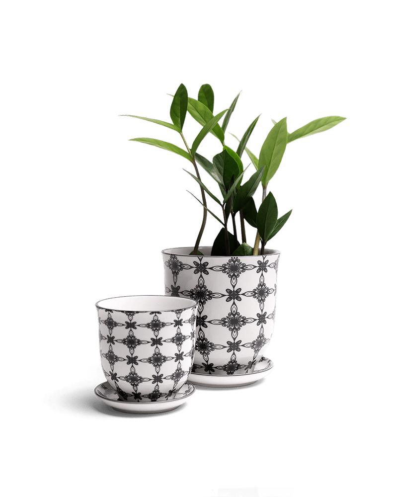 Liberte Porcelain Pot And Saucer Set With Drainage - Chive US Wholesale