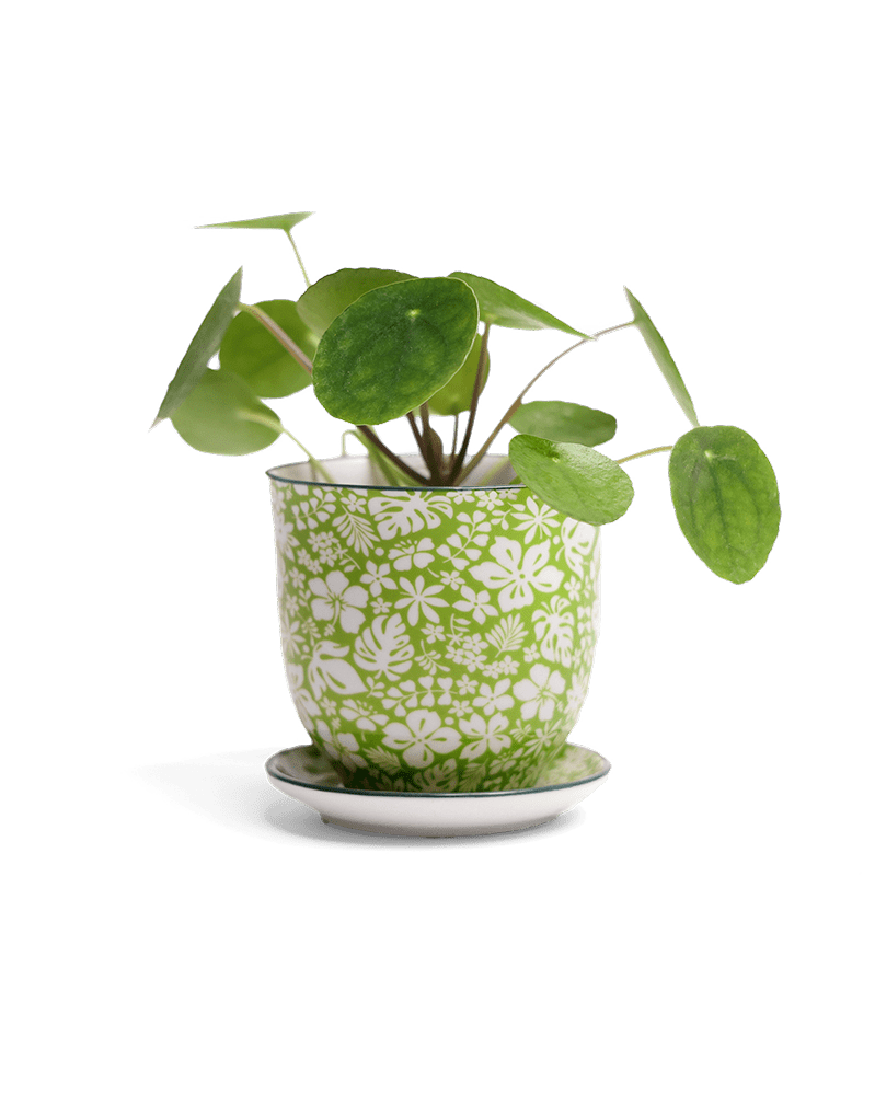 Liberte Porcelain Pot And Saucer Set With Drainage - Chive US Wholesale