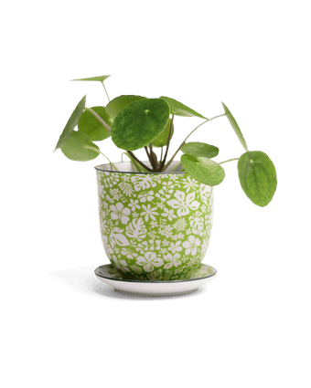 Liberte Porcelain Pot And Saucer Set With Drainage - Chive US Wholesale