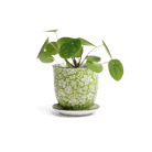 Liberte Porcelain Pot And Saucer Set With Drainage - Chive US Wholesale