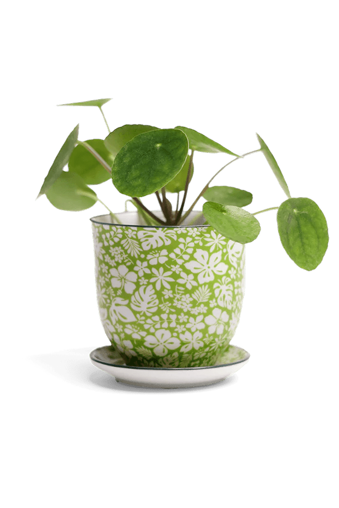 Liberte 3 Pot And Saucer 48pc Kit - Small - Chive US Wholesale