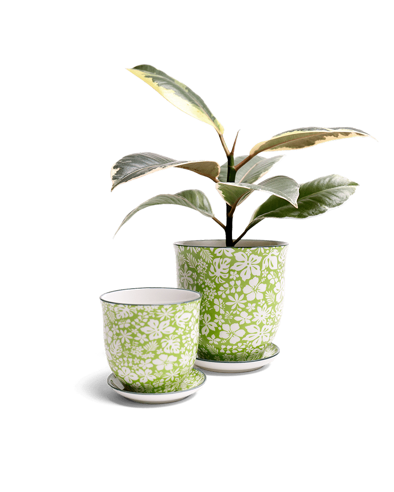 Liberte Porcelain Pot And Saucer Set With Drainage - Chive US Wholesale