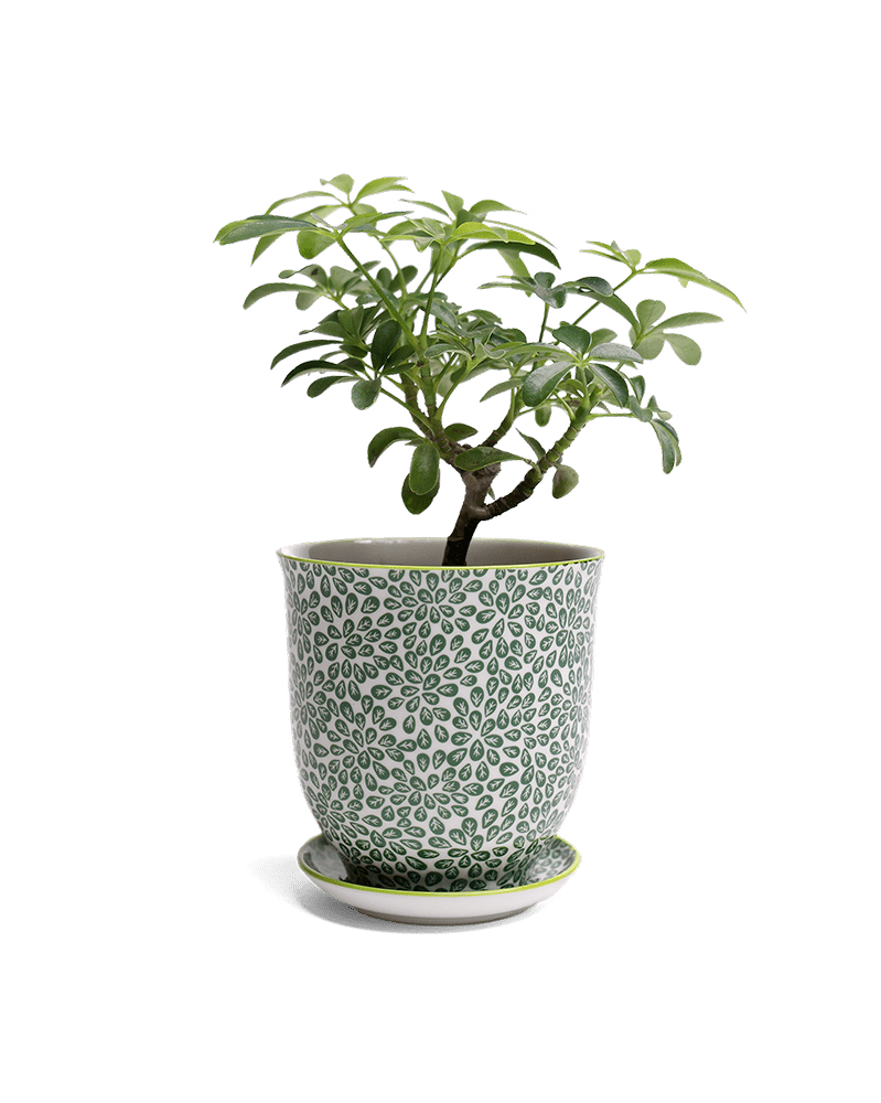 Liberte Porcelain Pot And Saucer Set With Drainage - Chive US Wholesale