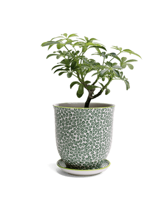 Liberte Porcelain Pot And Saucer Set With Drainage - Chive US Wholesale