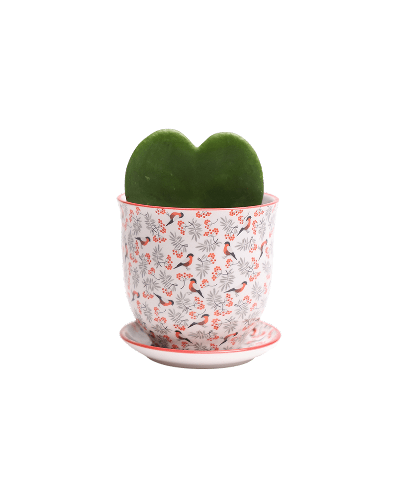 Liberte Porcelain Pot And Saucer Set With Drainage - Chive US Wholesale