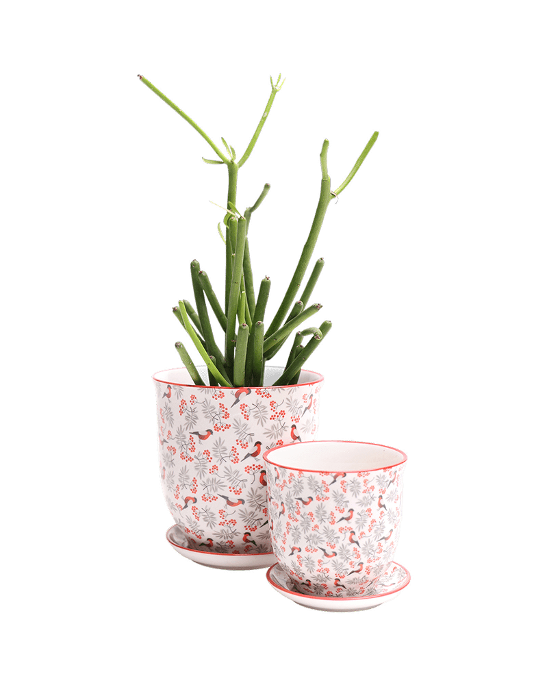 Liberte Porcelain Pot And Saucer Set With Drainage - Chive US Wholesale