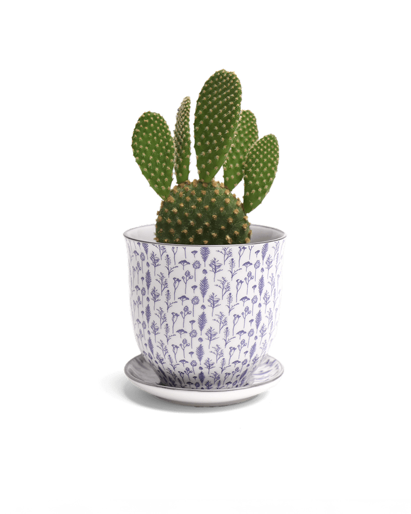 Liberte Porcelain Pot And Saucer Set With Drainage - Chive US Wholesale