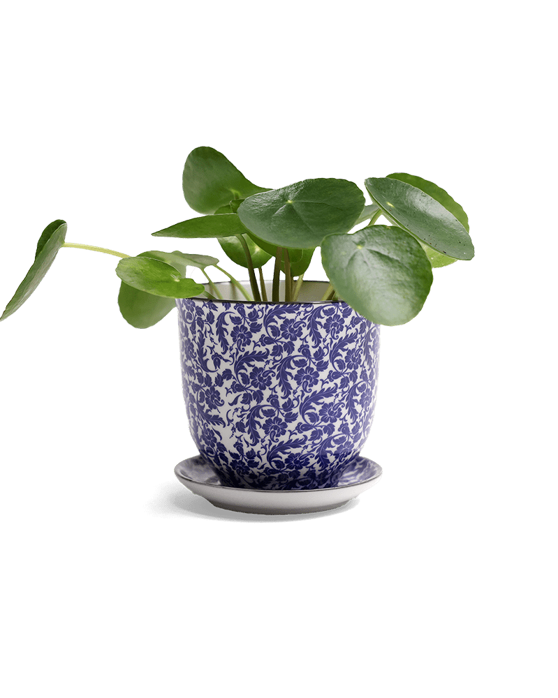 Liberte Porcelain Pot And Saucer Set With Drainage - Chive US Wholesale