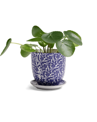 Liberte Porcelain Pot And Saucer Set With Drainage - Chive US Wholesale