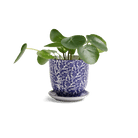 Liberte Porcelain Pot And Saucer Set With Drainage - Chive US Wholesale