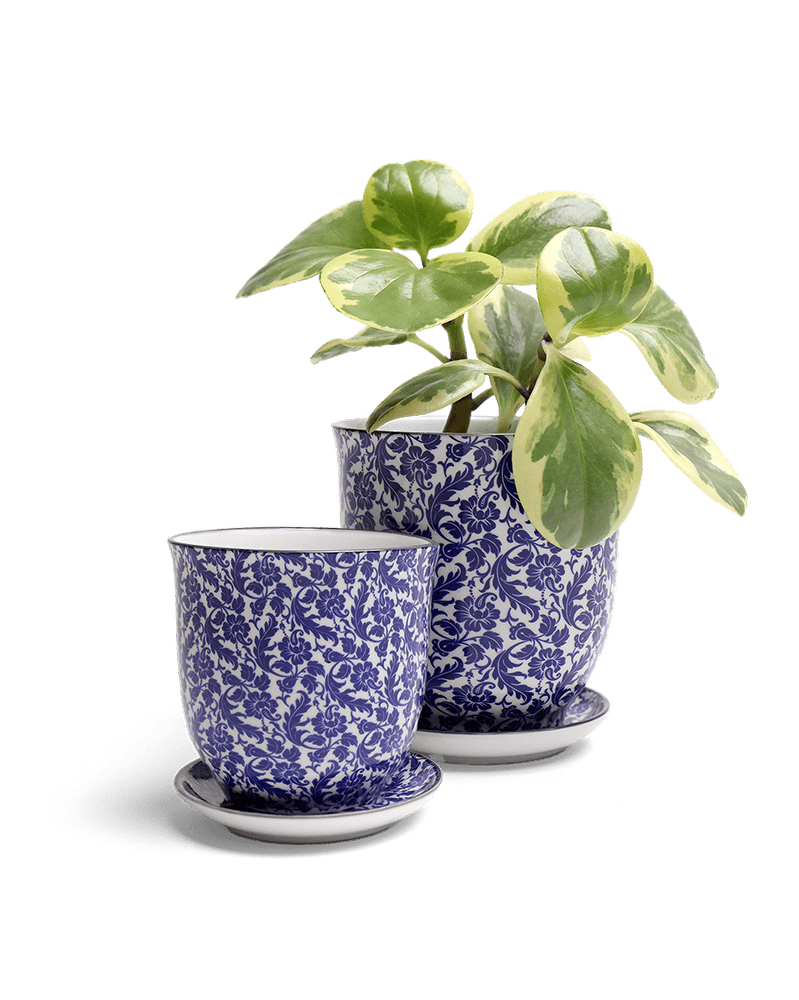 Liberte Porcelain Pot And Saucer Set With Drainage - Chive US Wholesale