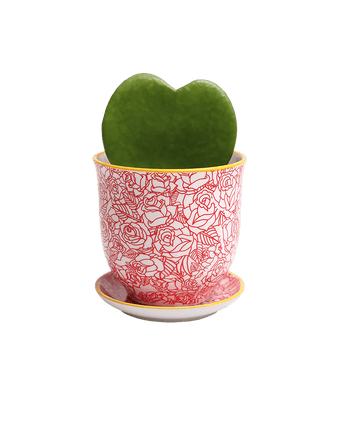Liberte Porcelain Pot And Saucer Set With Drainage - Chive US Wholesale