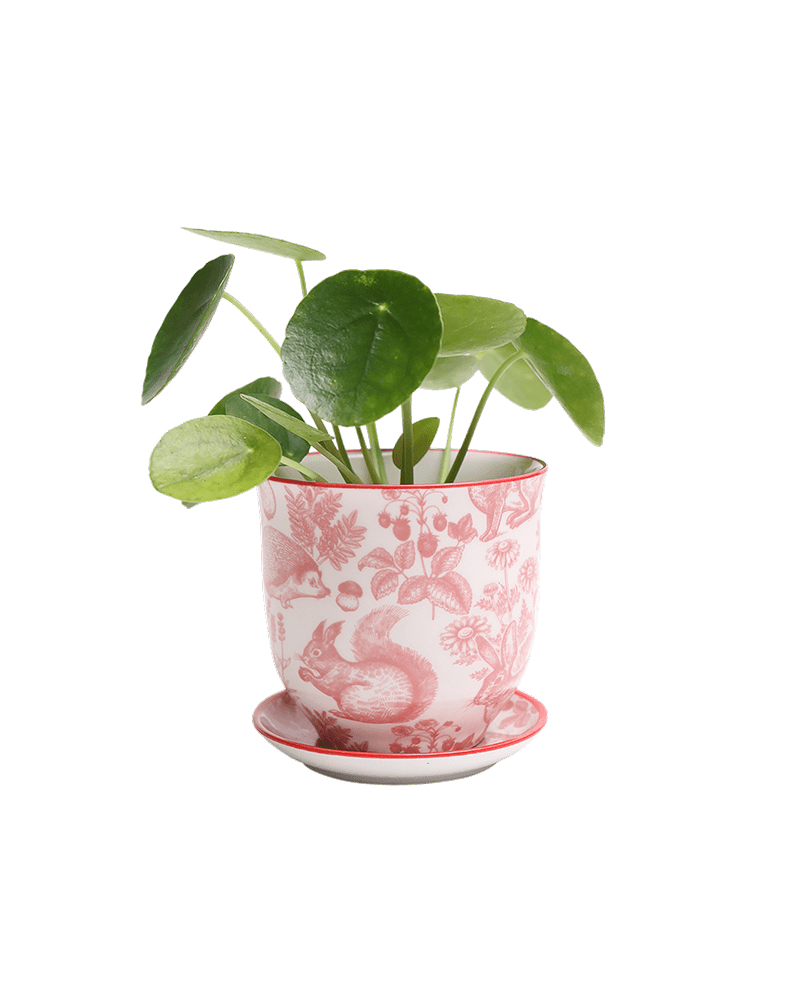 Liberte Porcelain Pot And Saucer Set With Drainage - Chive US Wholesale