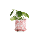 Liberte Porcelain Pot And Saucer Set With Drainage - Chive US Wholesale