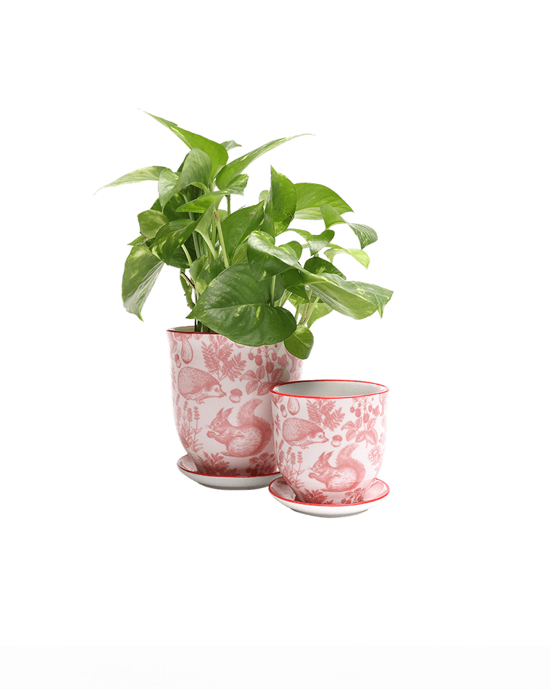Liberte Porcelain Pot And Saucer Set With Drainage - Chive US Wholesale