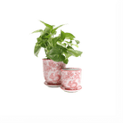 Liberte Porcelain Pot And Saucer Set With Drainage - Chive US Wholesale