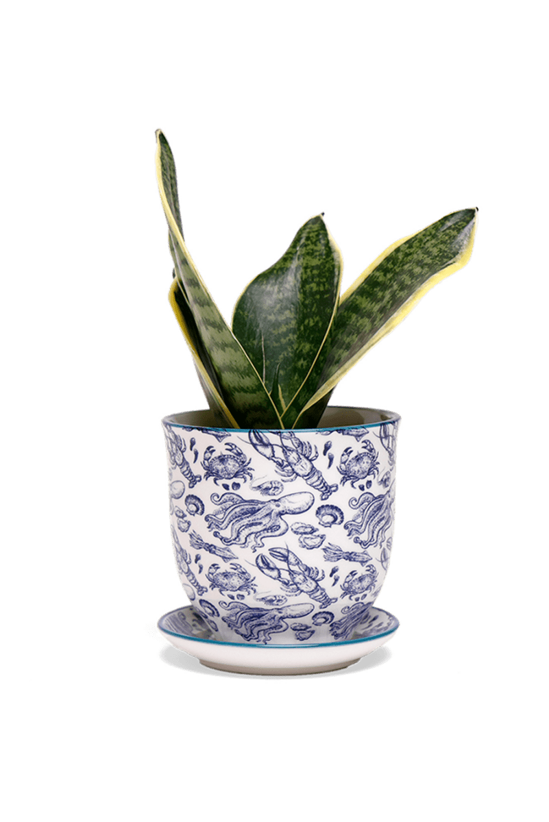 Liberte Porcelain Pot And Saucer Kits - Chive US Wholesale