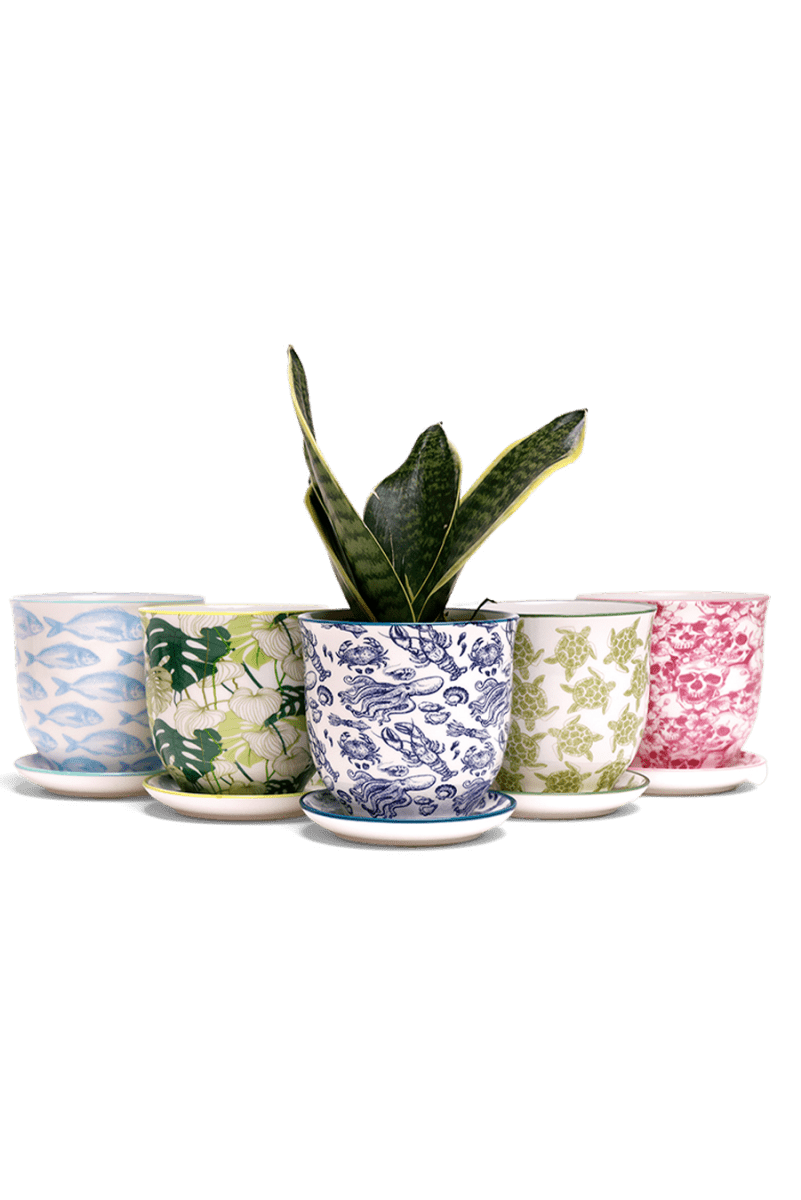 Liberte Porcelain Pot And Saucer Kits - Chive US Wholesale