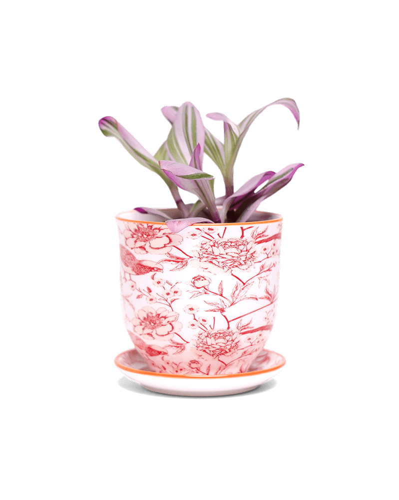 Liberte 5 Porcelain Pot And Saucer With Drainage - Chive US Wholesale