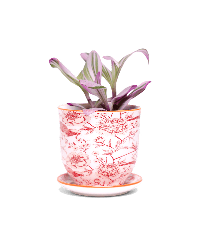 Liberte 5 Porcelain Pot And Saucer With Drainage - Chive US Wholesale