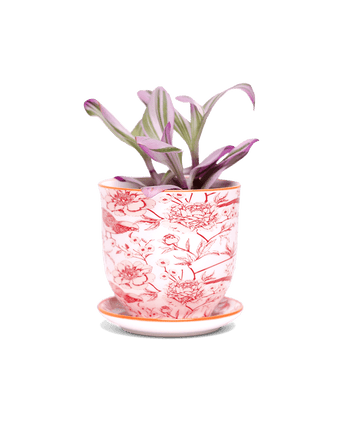 Liberte 5 Porcelain Pot And Saucer With Drainage - Chive US Wholesale