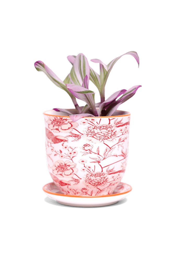 Liberte 5 Porcelain Pot And Saucer With Drainage - Chive US Wholesale